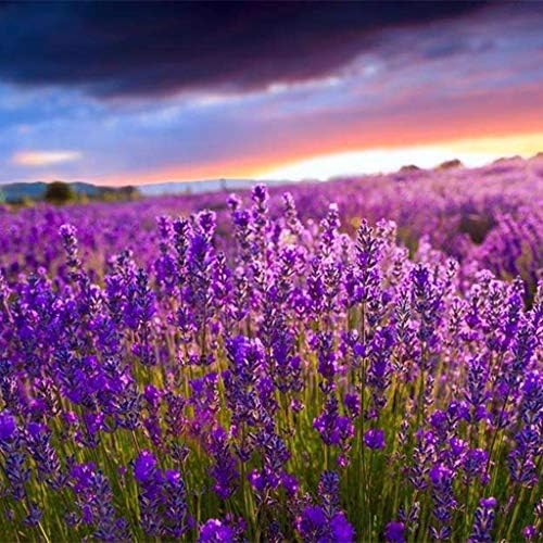 12 pcs Lavender Sachet Bags Home Natural Away - Image 5