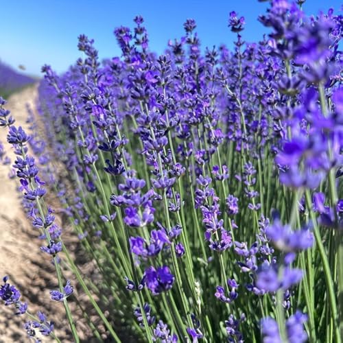 250g/8.8OZ Dried Lavender Flowers, Lavender Buds - Image 4