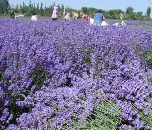 Lavender Sachets -French Lavender Sachets Closets Fresh Scents, Lavendar Home - Image 6