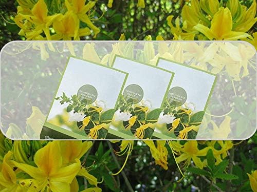 Honeysuckle Scented Sachets Pack of 3, Spring and Summer - Image 4