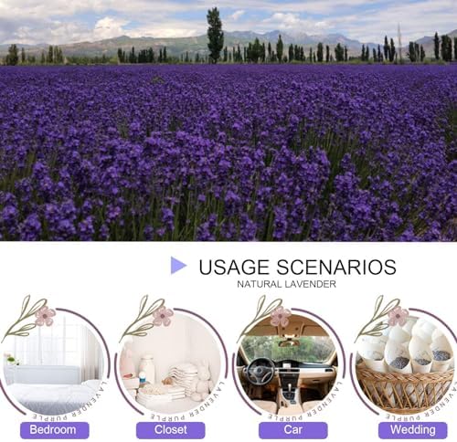 Dried Lavender Flowers, Dry Lavender Buds Bulk - Image 4