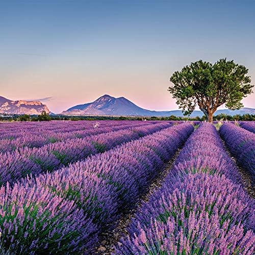 OLILLY - Premium Lavender Sachets from Provence France – 12 Natural Dried - Image 6