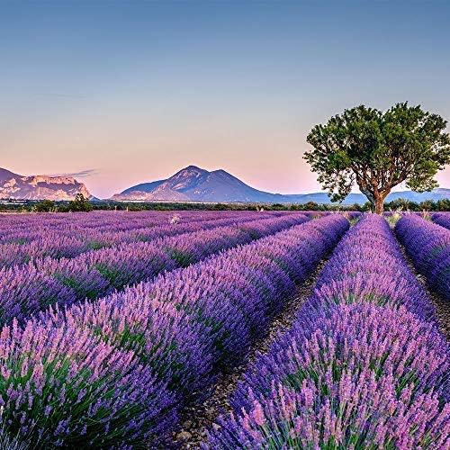 OLILLY - Premium Lavender Sachets from Provence France – 12 Natural Dried - Image 7